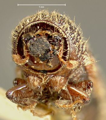 Media type: image;   Entomology 8287 Aspect: head frontal view